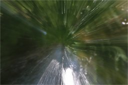 17 04 2022- buisson rond 17